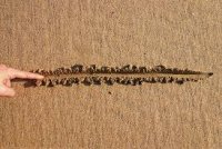 images (14).jpg images (14).jpg