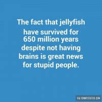 the-fact-that-jellyfish-have-survived-for-650-million-3587-640x640.jpg
