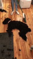523B6308-90F9-493B-B6F5-FD02AD2CB81E.gif
