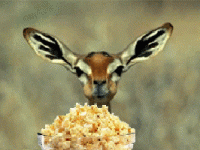 EA2D9C1E-C63C-4544-B6FF-D4BDC7C22F2C.gif