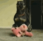 E202C7FB-FA15-40D4-844B-333AD8DDFA87.gif