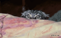 IMG_5559.GIF