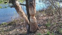 Beaver Tree.jpg