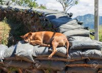 103273491-brown-dog-sleeping-on-sandbags-is-the-wall-in-the-natural-outdoors-during-the-daytime-.jpg