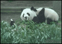 B90B54D8-5A79-4DF1-AD57-422020C7B0B7.gif