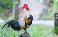 CrowingRoosterOnStump.jpg.653x0_q80_crop-smart.jpg