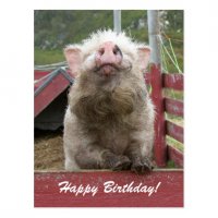 cute_pig_happy_birthday_greeting_42a_postcard-rd6b5409c74b34c4695f4b105fb9a3cf1_vgbaq_8byvr_540.jpg