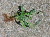 Grass Clip 1.jpg