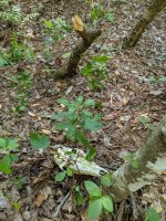 IMG_20190616_155717.jpg