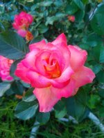 IMG_20190515_191417.jpg
