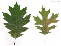 quercus-rubra-9.jpg