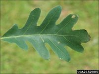 oak_white3_leaves-325x244.jpg