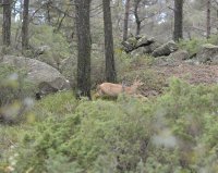 _DSC1527.jpg _DSC1527.jpg