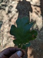 IMG_20190710_163310.jpg