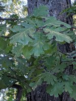 IMG_20190710_191045.jpg