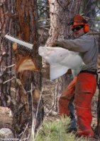 Natural-chainsaw--128727.jpg