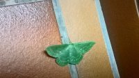 WP_20190721_13_02_29_Pro.jpg