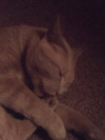 IMG_20190725_220954246.jpg