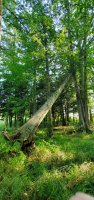 20190804_093053.jpg