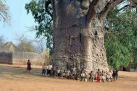 nature-trees-2000-years-old-tree-in-South-Africa-known-as-tree-of-life-Baobab.jpg