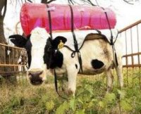 1-cowbackpacks.jpg