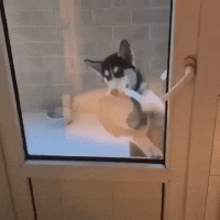3E3A0B2C-69D3-420C-9029-4666A09BAEC1.gif