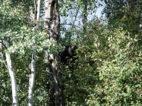 bruin.jpg