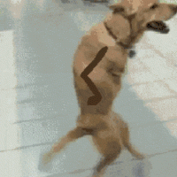 2F51A3A7-D3A1-4CF7-80AC-11CA7BA13935.gif