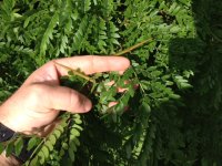 locust thorns.JPG