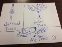 Trees.JPG