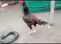 tenor (2).gif