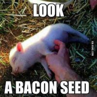 Funny-Bacon-Meme-07.jpg