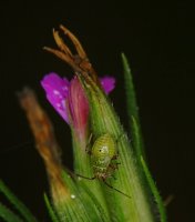 DSC07124 (1132x1280).jpg
