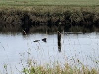 54DE661E-318F-4956-A86E-2C5C8348E15F.jpeg