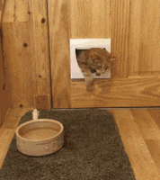 3ba139b17c90ba98f2393568a23b0c21.gif