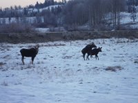 moose.jpg