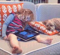 32A52393-60D0-4EB9-AAE6-1CD2300A2BD8.gif