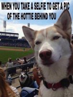 funny-pciture-selfie-pic-husky-dog.jpg