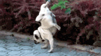 giphy (30).gif