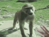 10BD4BFF-7173-465E-8978-784000A260FA.gif