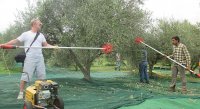 olive.harvest.w.visitors.Oct.18_1135-min.jpg