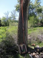 SiberianElm1-2.jpg