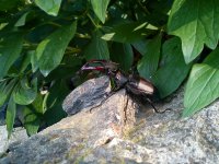 Stag Beetle 1.JPG