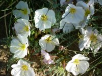 Old photos 1483.jpg Old photos 1483.jpg