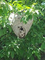 hornet nest.jpg