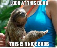 best-usual-sloth-jokes-meme.jpg