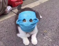 Flu Doggy.jpg