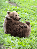 giphy (1).gif
