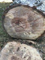 treewood.jpg