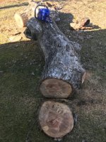 treewoodd.jpg